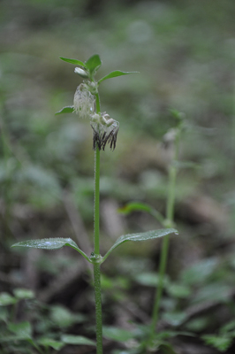 qDSC 11_0673