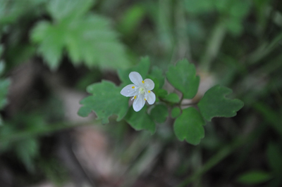 qDSC 2_0747
