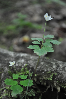 qDSC 3_0749