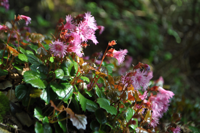 qDSC 9_0783