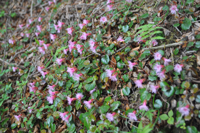 qDSC 5_0768