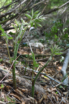 rDSC 4_0795