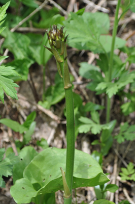 rDSC 8_0813