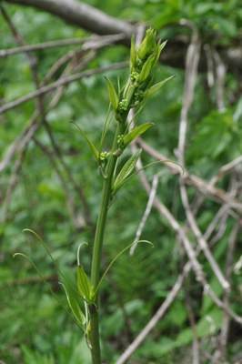 rDSC 7_0815
