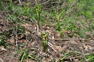 rDSC 15_0841