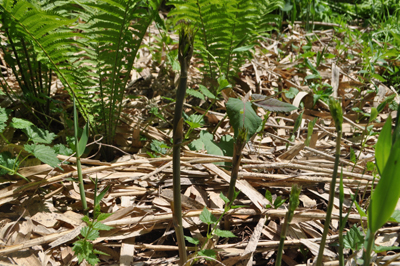 rDSC 4_0872