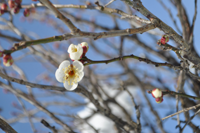 DSCg 3_0729