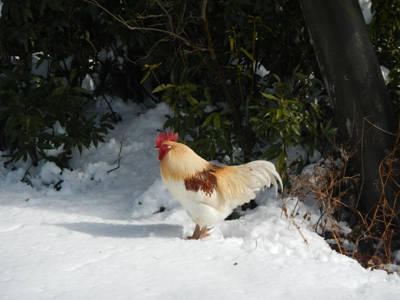 DSCg 13_6983