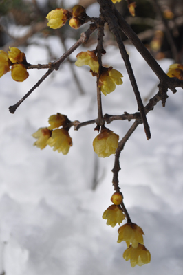 DSCg 5_0734