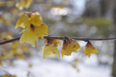 DSCg 4_0726