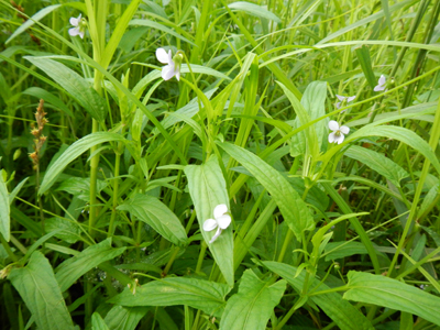 a019.jpg