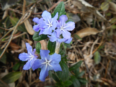 iDSCN2771.jpg