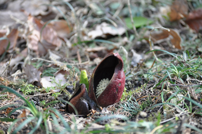 iDSC_0433.jpg
