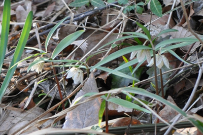 kkDSC_0442.jpg