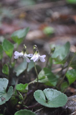 lDSC_0597.jpg