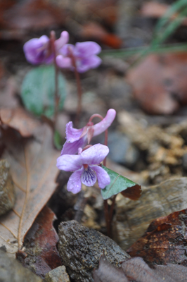 lDSC_0604.jpg