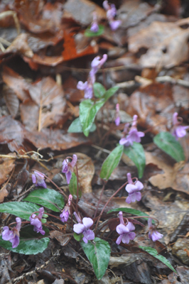 lDSC_0617.jpg