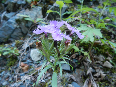 rDSCN0728.jpg