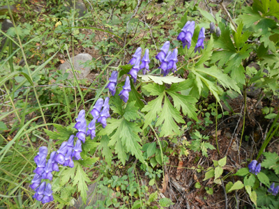 rDSCN0779.jpg