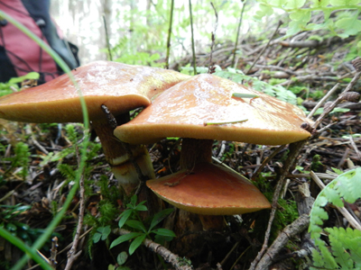 rDSCN0785.jpg