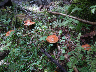 rDSCN0787.jpg