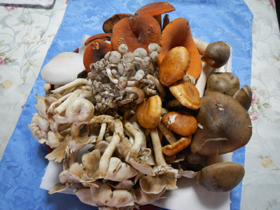 rDSCN0922.jpg