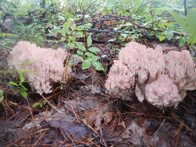 rDSCN0957.jpg