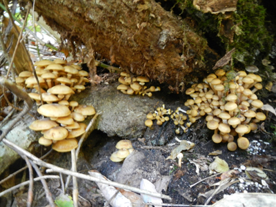 rDSCN1111.jpg