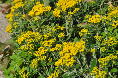 rDSC_0031.jpg