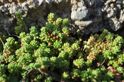 rDSC_0046.jpg