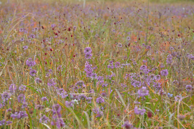 rDSC_0066.jpg