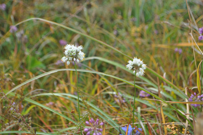 rDSC_0072.jpg