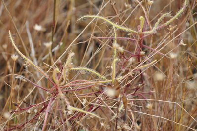 rDSC_0084.jpg