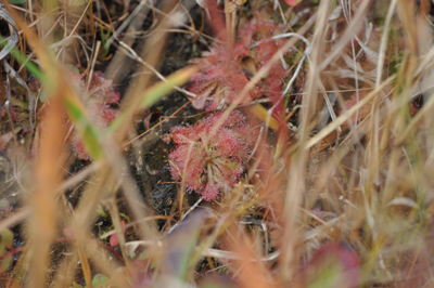 rDSC_0086.jpg