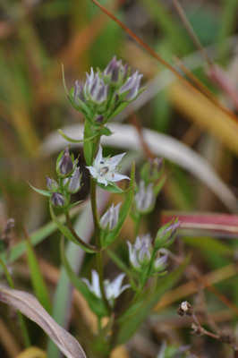 rDSC_0099.jpg