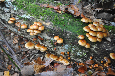 rDSC_0106.jpg