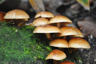 rDSC_0109.jpg