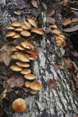 rDSC_0132.jpg