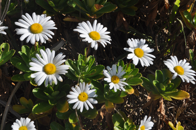 rDSC_0138.jpg