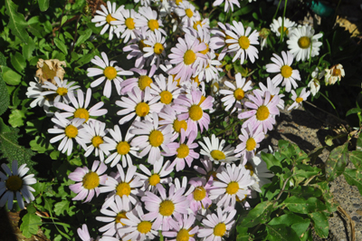 rDSC_0180.jpg