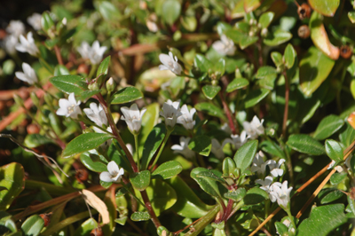 rDSC_0183.jpg