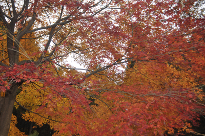 rDSC_0210.jpg
