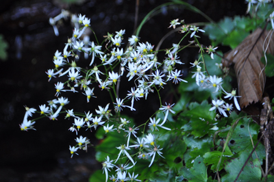 rDSC_0571.jpg