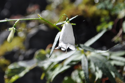 rDSC_0580.jpg
