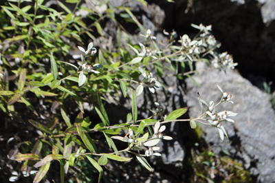 rDSC_0585.jpg