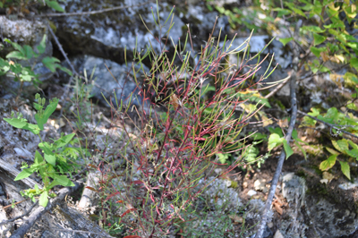 rDSC_0595.jpg