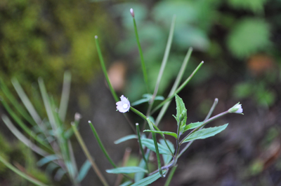 rDSC_0599.jpg