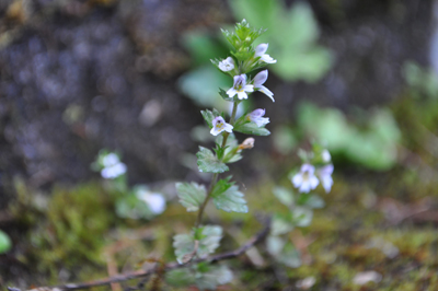 rDSC_0605.jpg
