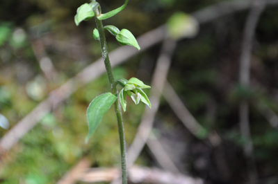 rDSC_0632.jpg