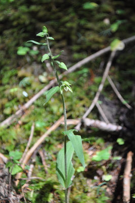 rDSC_0633.jpg